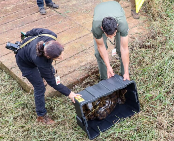 DE LA RED DE PESCA A LA LIBERTAD: MBOI JAGUA REGRESÓ A SU HOGAR NATURAL